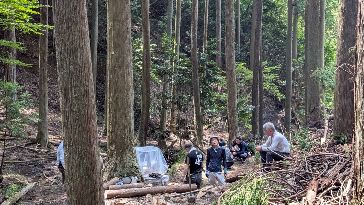 杉という名の、日本の隠れたタカラ