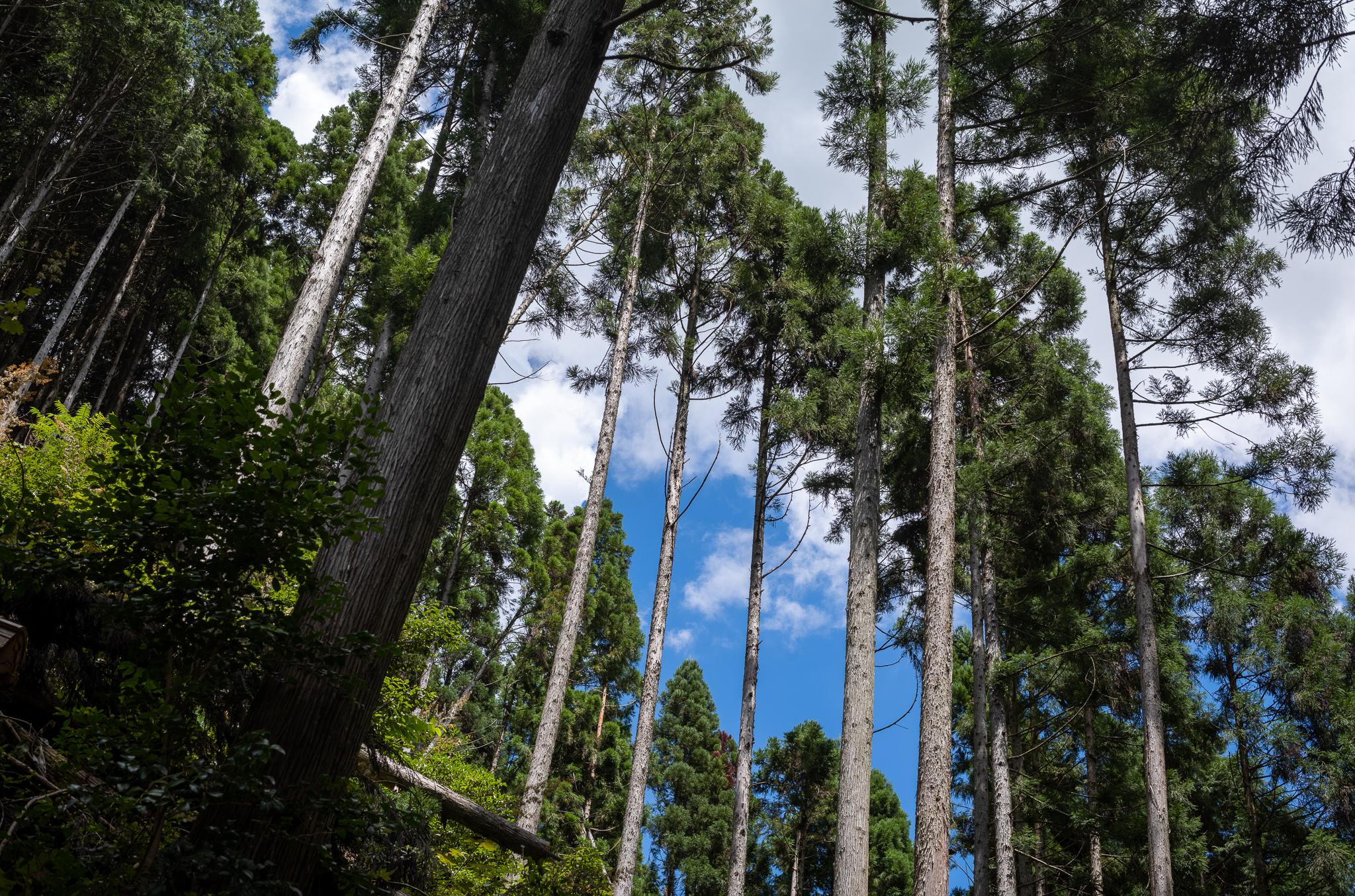 『斜面に木が真っ直ぐ立つのはなぜ？』